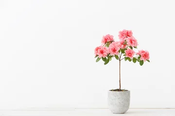 Fotobehang Roze azalea bloem in een betonnen pot © spaskov