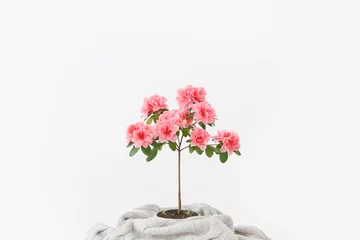 Gordijnen Roze azaleabloem in een betonnen pot © spaskov