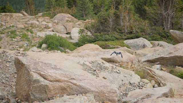 Beautiful Clark's Nutcracker bird hops into flight and flaps it's wings flying to a nearby tree in Rocky Mountain National Park, Colorado. 
