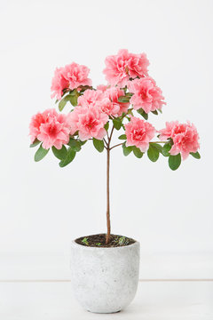 Pink Azalea Flower In A Concrete Pot