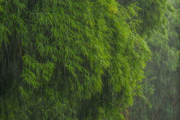 be fresh green Bamboo leaves on a rainy day