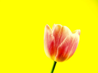 tulip close-up 156)