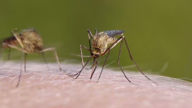 Close-up shot of a mosquito blood sucking on human skin
