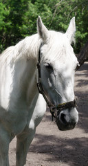 Head of a white horse on a background of trees.