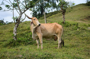 Working farm Brahma, cow in grassy meadow, cloudy blue sky and trees.
