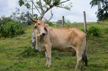 Working farm Brahma / cow in grassy meadow, cloudy blue sky and trees