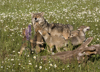 Playful wolf puppies and mom