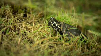The Snail-eating turtle.