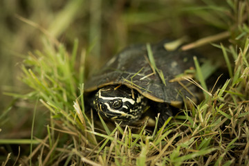 The Snail-eating turtle.