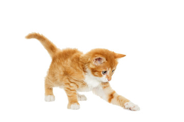 Obraz premium ginger tabby kitten