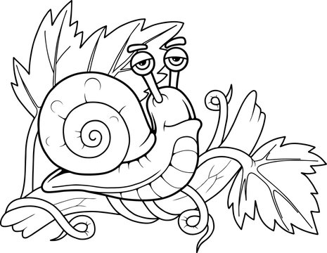 snail

