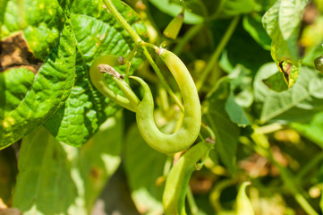 organic yellow string beans hang in the garden