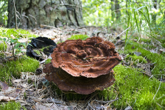 Old mushroom Phaeolus Schweinitzi