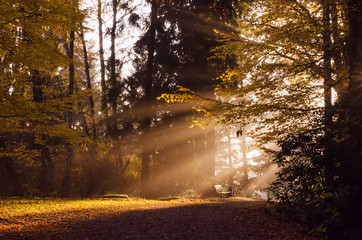 Autumn morning in park