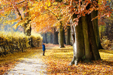 Child under tree in autumn park - obrazy, fototapety, plakaty