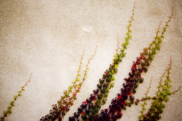 Plant vines climbing on wall