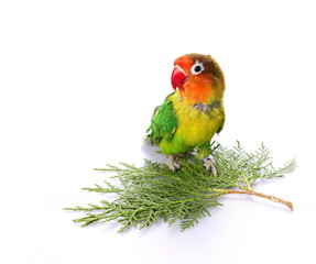 Lovebird isolated on white Agapornis fischeri, Fischer's Lovebird