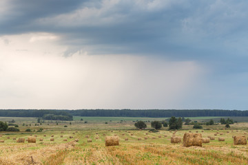 Fototapeta premium Pole ze słomianymi rolkami w letni dzień