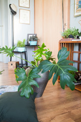 Fototapeta na wymiar Houseplant in a pot indoors