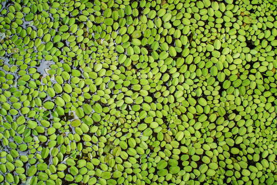 Common duckweed cover on water with full frame texture.
