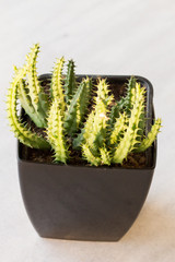 Cactus houseplants pot