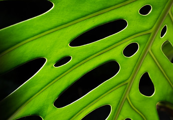 Fototapeta na wymiar Monstera plant leaf