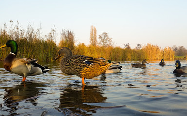 Young ducks in water
