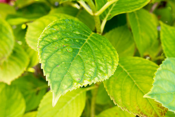 Wassertropfen auf Blatt vom Baum