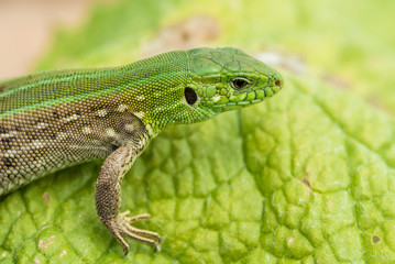 Close-up photo of lizard