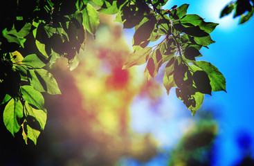 forest trees leaf. nature green wood sunlight backgrounds