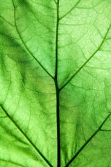 macro green leaves