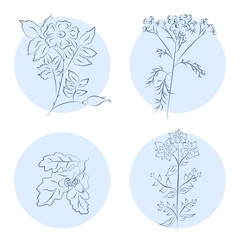 herbs icons set