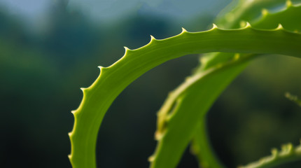 prickly aloe leaves