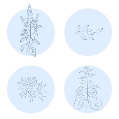 the herbs icons
