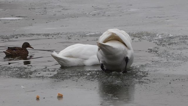 Feeding swan on frozen pond