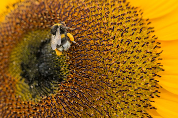 Fleißige Insekten © Arthur Palmer