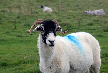 Sheep with blue paint on wool in a field on a summer day
