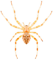 Orb-weaving spider Araneus diadematus or European Garden Spider isolated on white background, dorsal view.