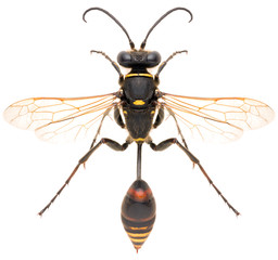 Wasp Sceliphron curvatum or mud wasp isolated on white background, dorsal view.