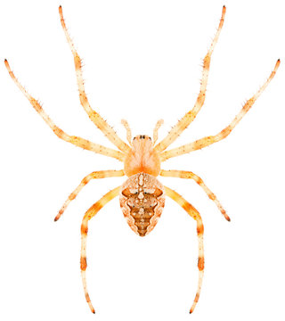 Orb-weaving spider Araneus diadematus or European Garden Spider isolated on white background, dorsal view.