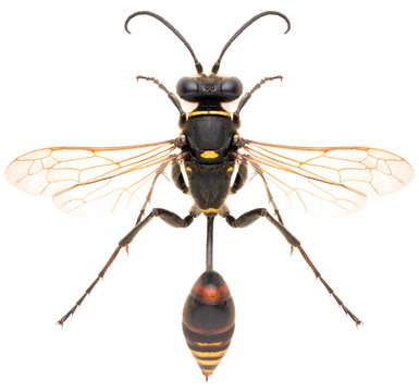 Wasp Sceliphron curvatum or mud wasp isolated on white background, dorsal view.