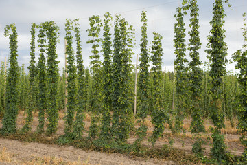 Commercial Hop Farm in Oregon