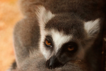 lemur catta