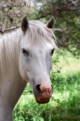 Obraz premium Portrait of a horse