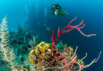 Belize Scuba Diving - obrazy, fototapety, plakaty