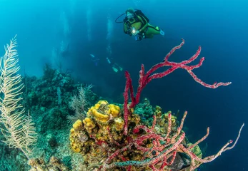 Plexiglas foto achterwand Belize Scuba Diving © Michael Bogner