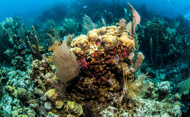 Fototapeta na wymiar Belize Scuba Diving
