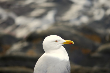 Fototapeta premium Gabbiano a Manarola 