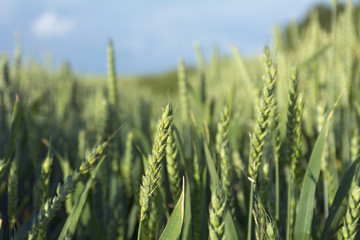Fototapeta premium green ears of wheat in a sunny field against the blue sky