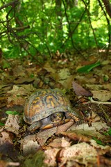 Box Turtle (Terrapene carolina)